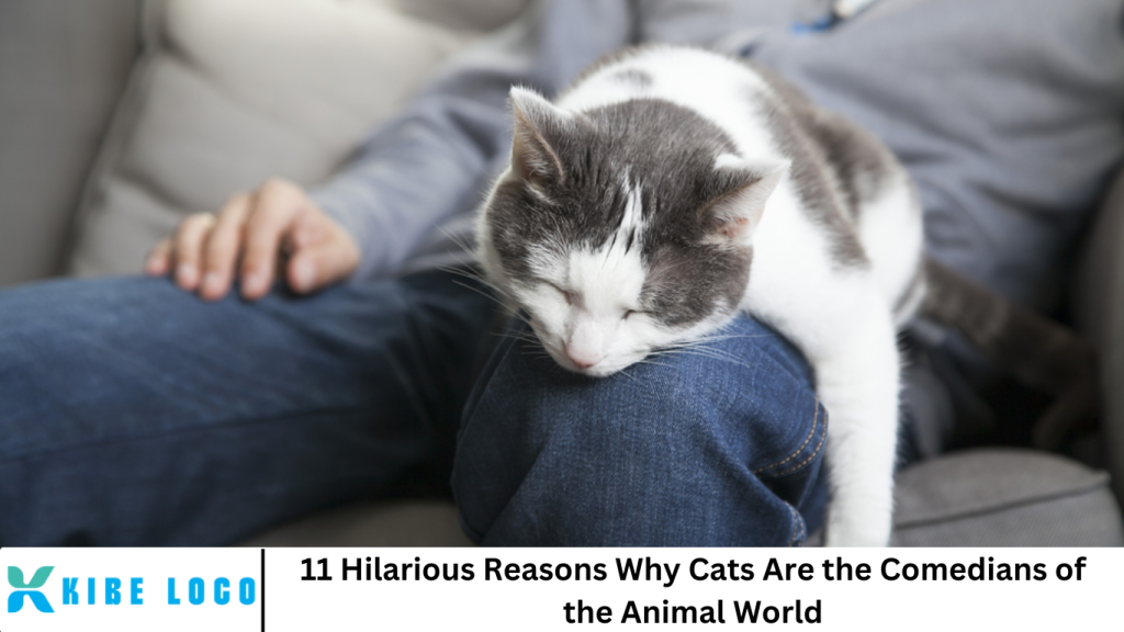 11 Hilarious Reasons Why Cats Are the Comedians of the Animal World