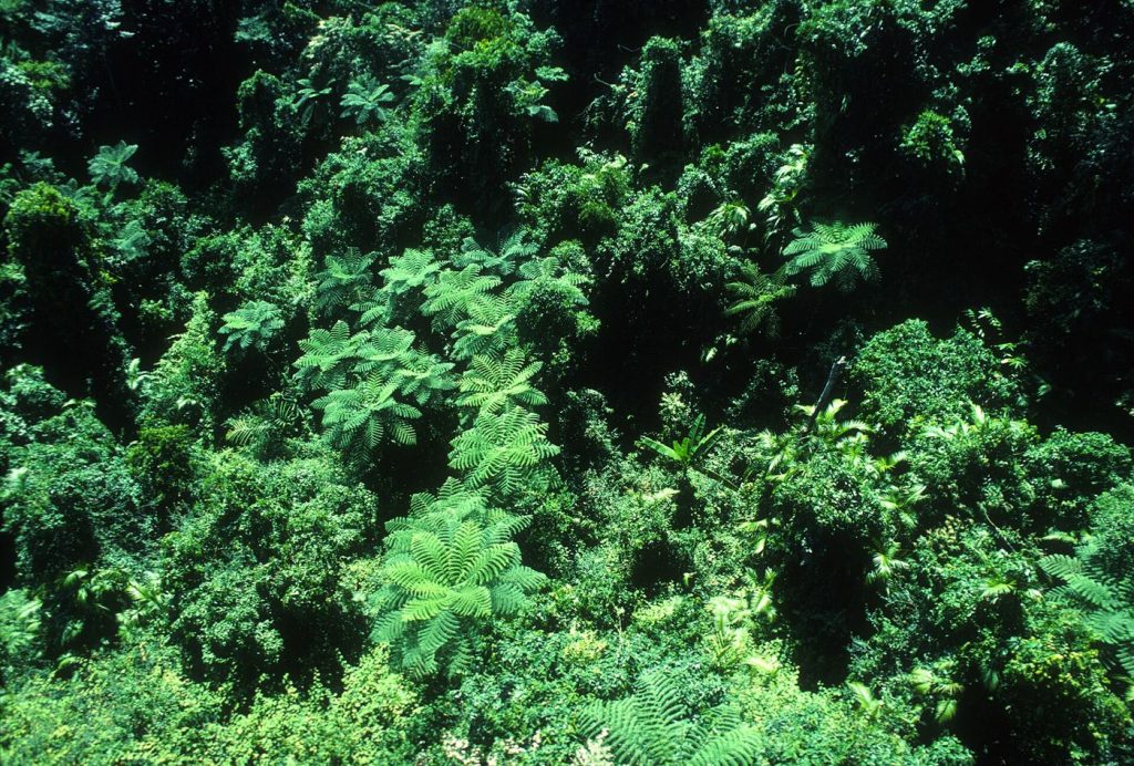 aerial view over layered rainforest canopy stretching to the horizon
