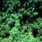 aerial view over layered rainforest canopy stretching to the horizon