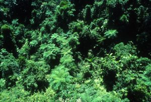 aerial view over layered rainforest canopy stretching to the horizon